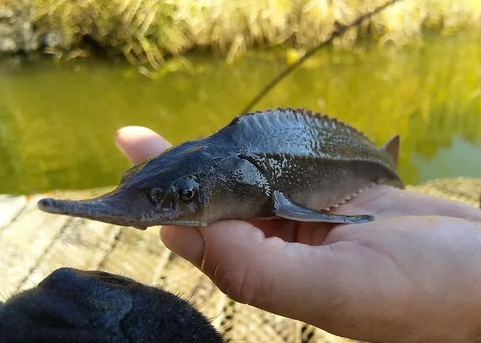 Sadky Üdülőpark Lety